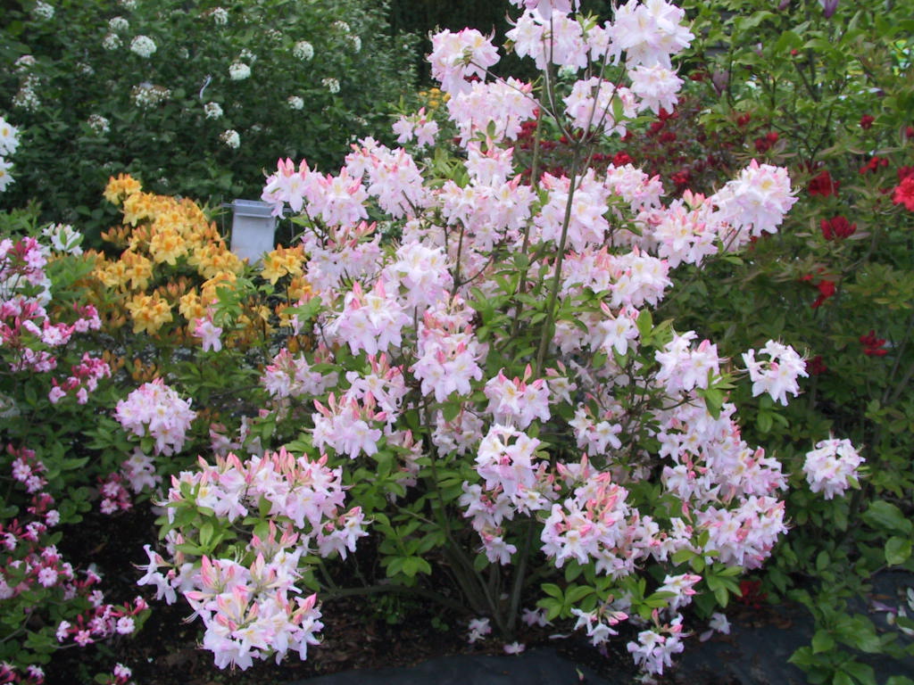 Azaleenbeet Schatt 1, 5-2003, 3.jpg